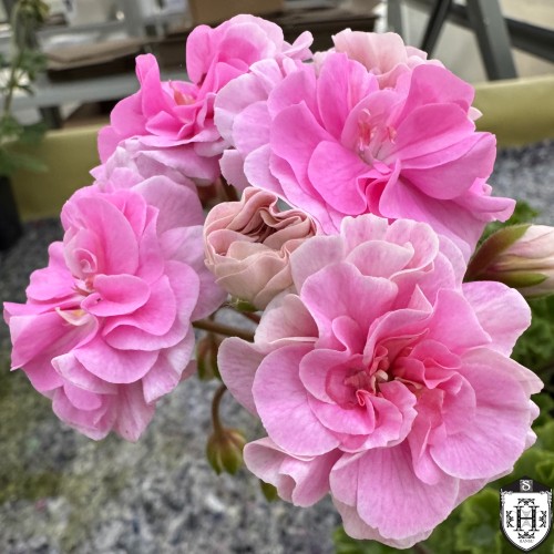 Pelargonium 'LiA Bereginia' - Pelargoon 'LiA Bereginia' P9/0,55L 